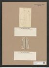 Navicula inhalata A.Schm. (de-Toni-Nr.: Genus 1, Species 344) Zeichnungen Sammlung Grunow Nr. 792 (NHMW-BOT-W0367207)